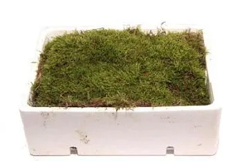 мох фото вживую в руках, состав, цветовая гамма 