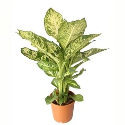Диффенбахия Марс 17/60 фото в интернет-магазине Флоранж