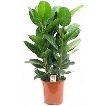 Фикус Бенджамина Аудрей 12/30