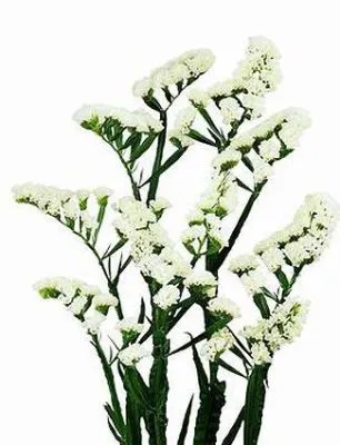 _статица аспен вингз фото в интернет-магазине Флоранж