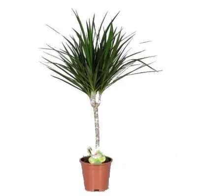 Драцена Марджината 14/50 фото в интернет-магазине Флоранж