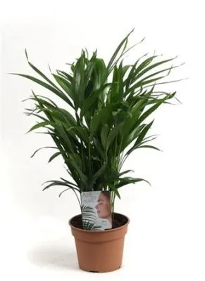 Дипсис 09/40 фото в интернет-магазине Флоранж