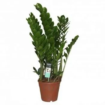 Замиокулкас Замиофолия 21/100