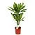 Драцена деременская Голден Коаст 17/80 2 ств.
