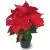 Пуансетия Ред 12/30 фото в интернет-магазине Флоранж