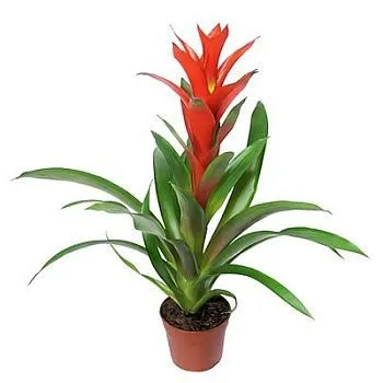 Гузмания Остара 12/40