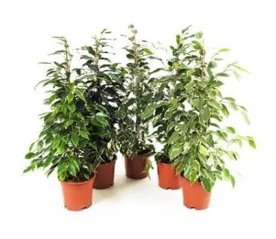 Фикус Бенджамина Микс 17/80 Акция