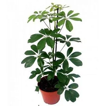 Шефлера Нора 13/45