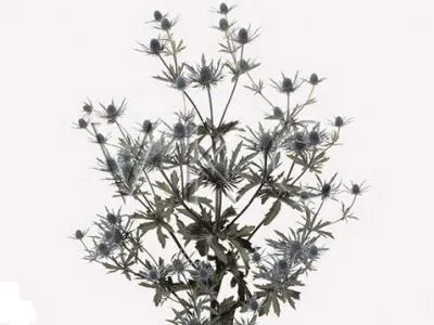 эрингиум Орион Квикстар фото в интернет-магазине Флоранж