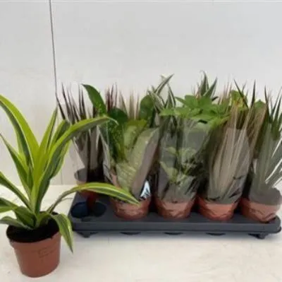 Плант Микс 12/20 фото в интернет-магазине Флоранж