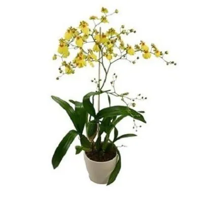 Онцидиум 12/40