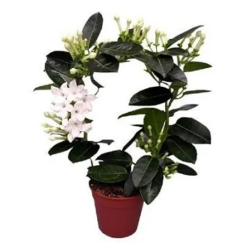 Стефанотис Флорибунда 12/40