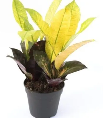 Кодиум Миссис Айстон 17/60 фото в интернет-магазине Флоранж