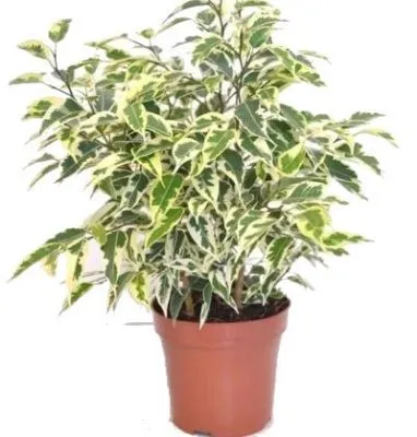 Фикус Бенджамина Саманта 14/50 фото в интернет-магазине Флоранж