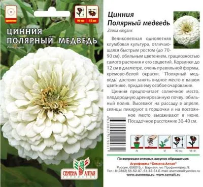 Цинния Полярный Медведь (цветной пакет) 0,3г; Семена Алтая фото в интернет-магазине Флоранж