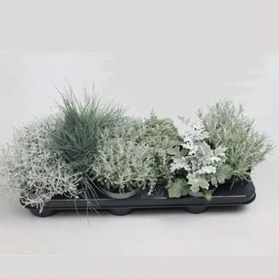 Сильвер Микс 10/15 фото в интернет-магазине Флоранж