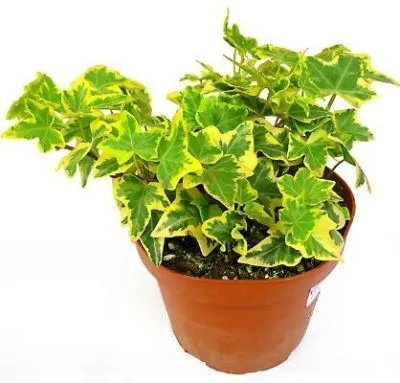 Хедера Голдчайлд 12/30