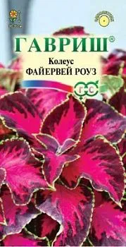 Колеус Файервей Роуз (цветной пакет) 4шт; Гавриш