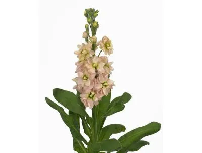 маттиола Фантом Априкот фото в интернет-магазине Флоранж