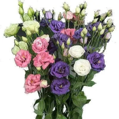 _эустома алисса микс изр.