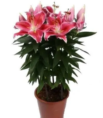 Лилия Ориент Пинк 13/45 фото в интернет-магазине Флоранж