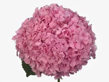 гидрангия Джамбо Пинк; Колумбия фото вживую в руках, состав, цветовая гамма 