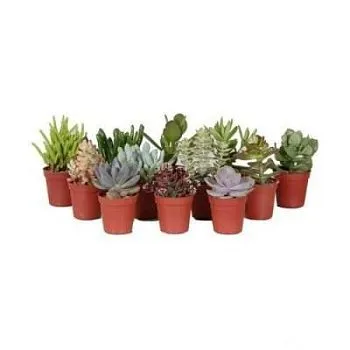 Суккулент Микс 05/10