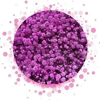 гипсофила Крашенная; Израиль фото вживую в руках, состав, цветовая гамма 