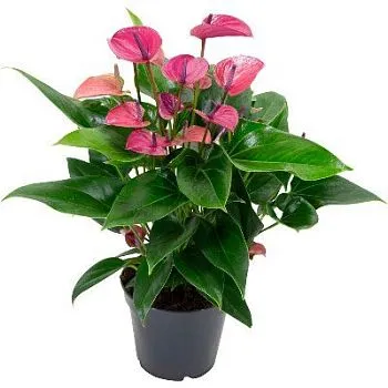 Антуриум Сирано 17/60