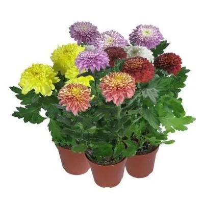 Хризантема Зембла Микс 19/40 фото в интернет-магазине Флоранж