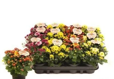 Хризантема Микс 09/20 фото в интернет-магазине Флоранж