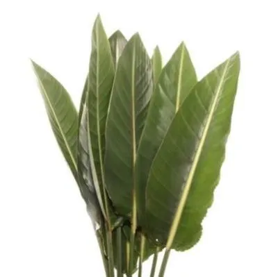 лист Стрелиции 100 см фото в интернет-магазине Флоранж