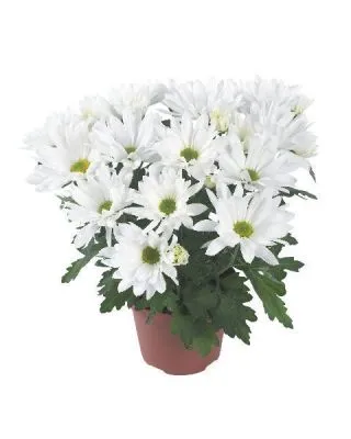 Хризантема кустовая Маргарита Вайт 13/30 фото в интернет-магазине Флоранж