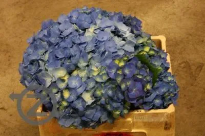 гидрангия  Белла; Голландия фото в интернет-магазине Флоранж