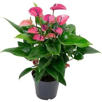 Антуриум андр. Кирано 12/40