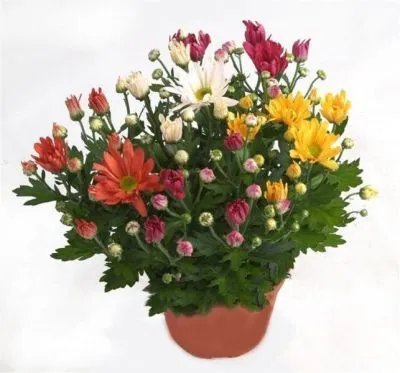 Хризантема кустовая Карнавал 12/30 фото в интернет-магазине Флоранж