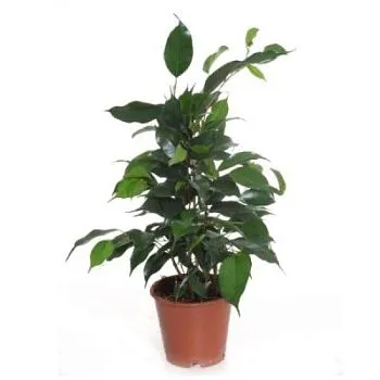 Фикус Бенджамина  Даниель 17/70
