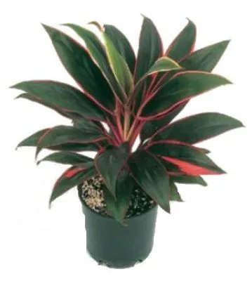 Кордилина Румба 12/40 фото в интернет-магазине Флоранж