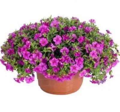 Калибрахоа Микс 10/15