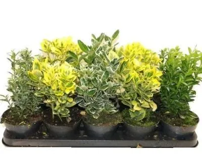 Эонимус Микс 10/25 фото в интернет-магазине Флоранж