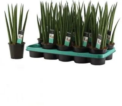 Сансевиерия Цилиндрика Рокет 12/30 фото в интернет-магазине Флоранж