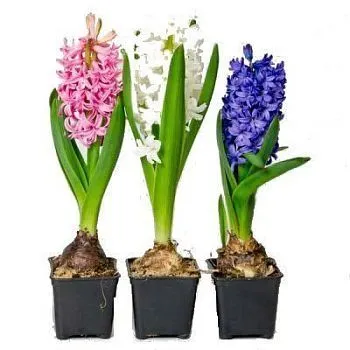 Гиацинт Микс 07/10