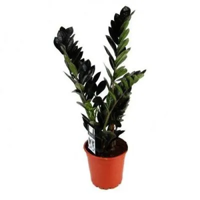 Замиокулкас Равен 14/50 фото в интернет-магазине Флоранж