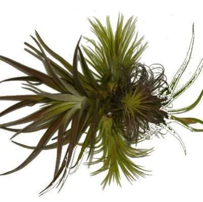 Тилландсия Атмосферная 10/7