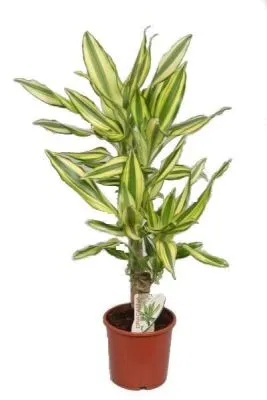 Драцена деременская Голден Коаст 11/45 фото в интернет-магазине Флоранж