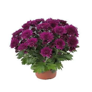 Хризантема кустовая Грандеза Пурпл 13/30