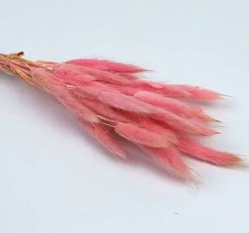 Лагурус цветной, 30шт