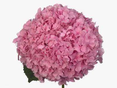 гидрангия Джамбо Пинк; Колумбия фото в интернет-магазине Флоранж