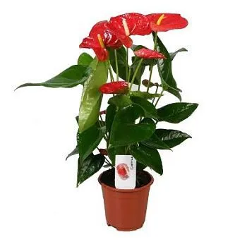 Антуриум андр. Белиза Ред 17/60