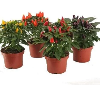 Капсикум Аннум Микс 10/15 фото в интернет-магазине Флоранж